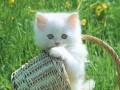 foto de bebe gato blanco